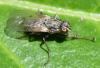 Lispocephala alma